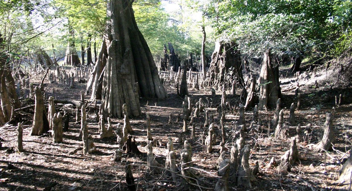 Secrets-Of-South-Carolina8217s-Twisted-Cypress-Knee-Swamps secrets-of-south-carolinas-twisted-cypress-knee-swamps
