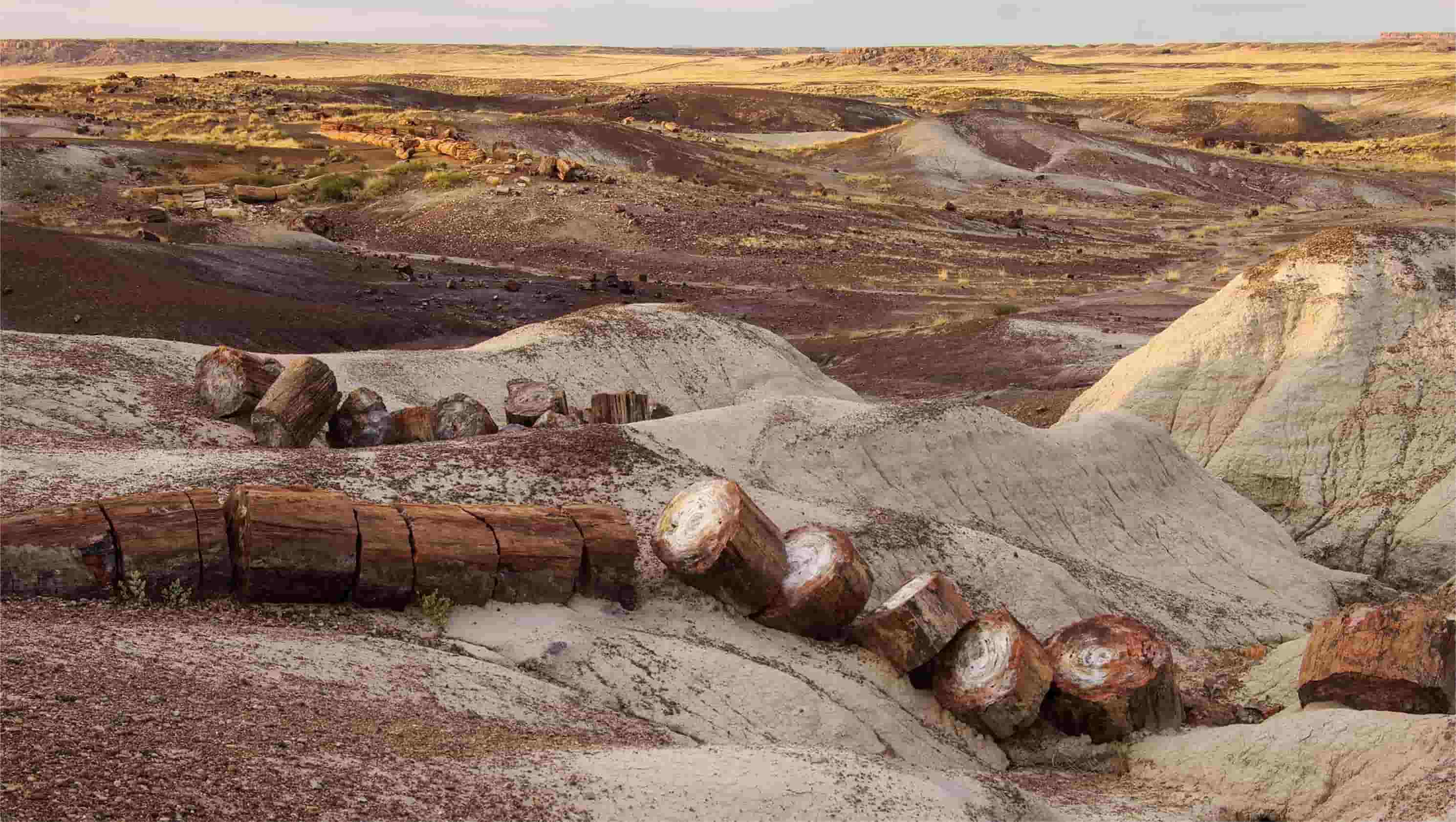 Secrets-Of-South-Dakota8217s-Ancient-Petrified-Forests secrets-of-south-dakotas-ancient-petrified-forests
