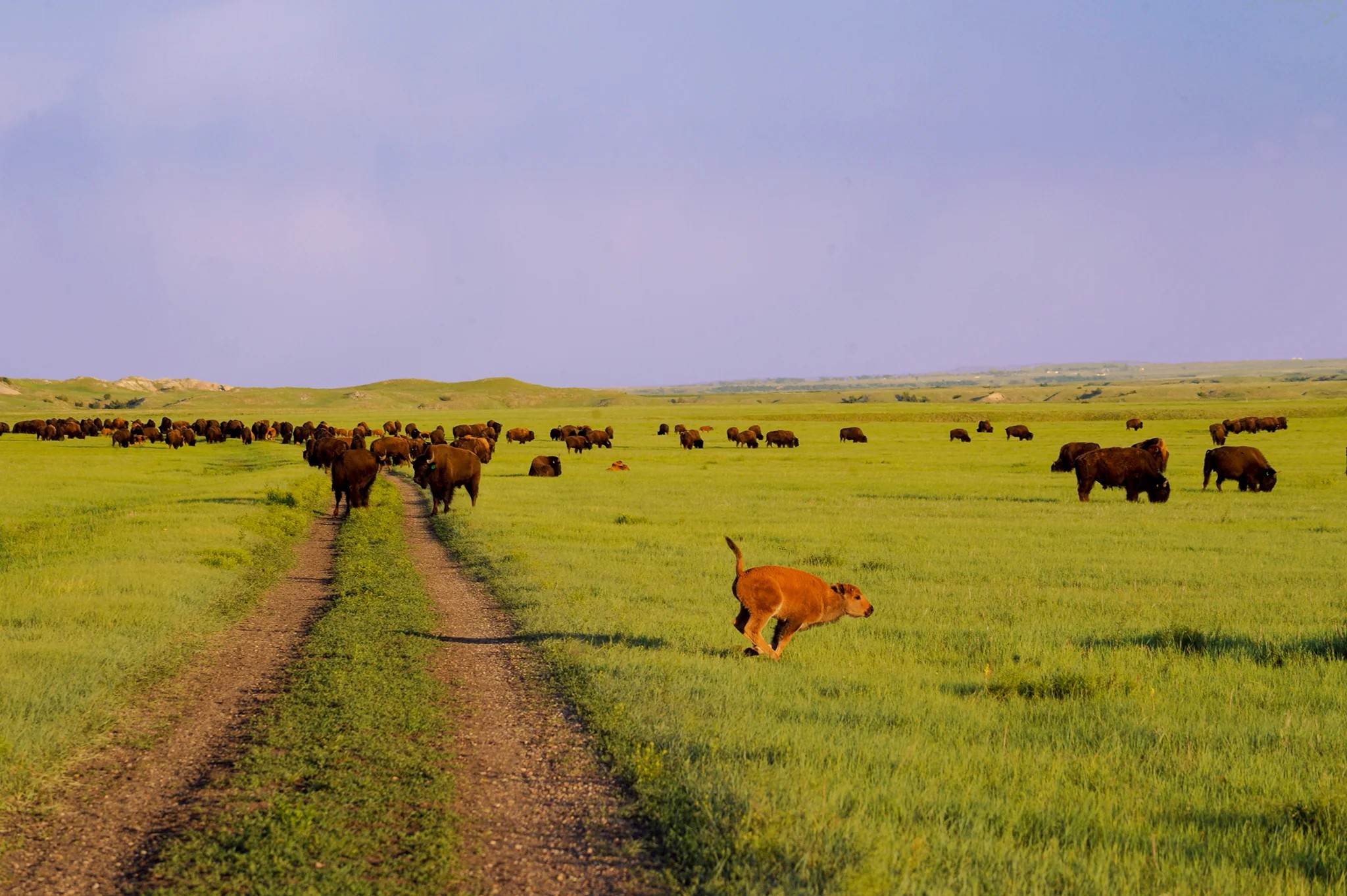 Secrets-Of-South-Dakota8217s-Wild-Buffalo-Wallows secrets-of-south-dakotas-wild-buffalo-wallows