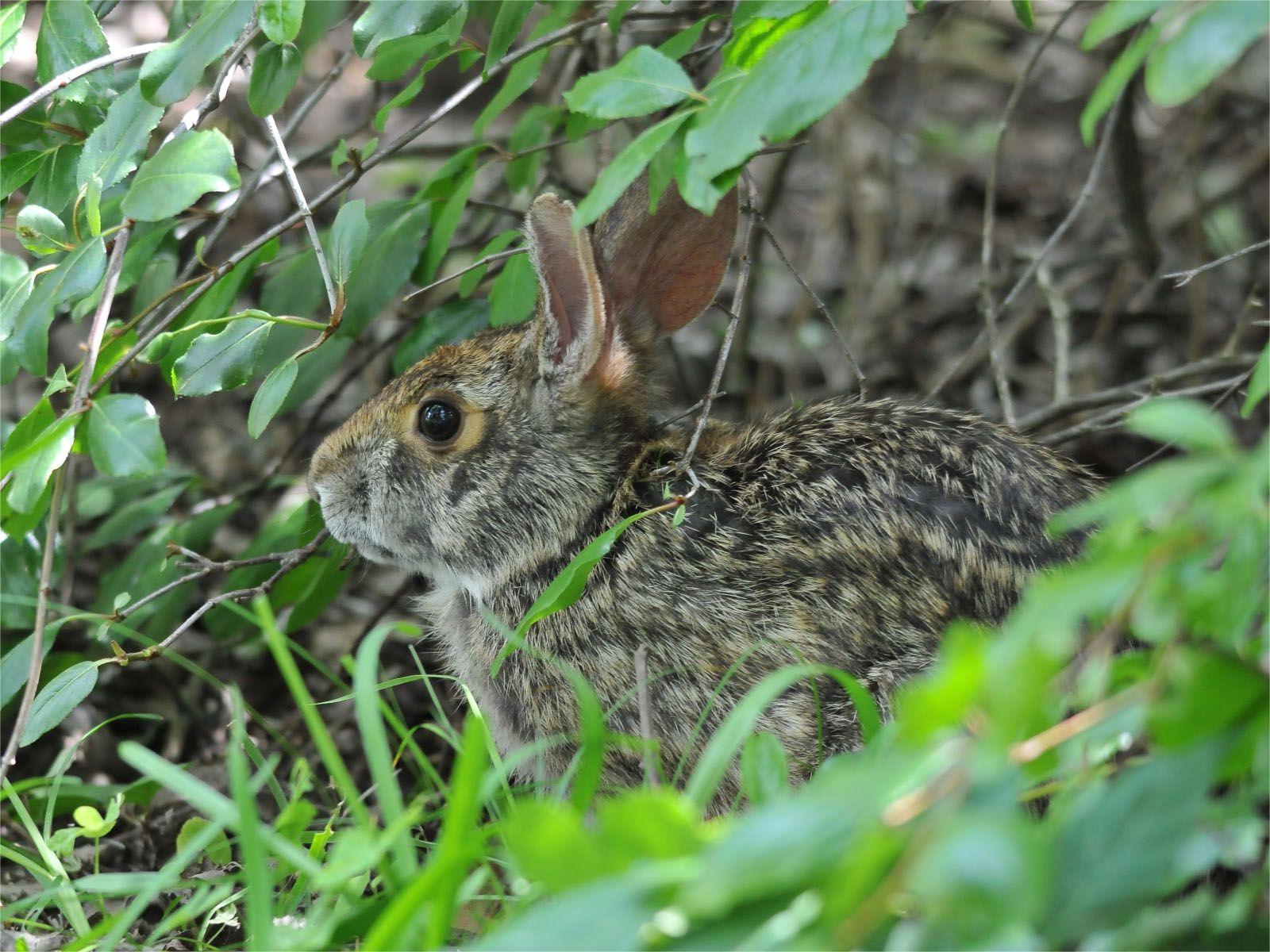 secrets-of-swamp-rabbit-habitats-at-reelfoot-lake-state-park