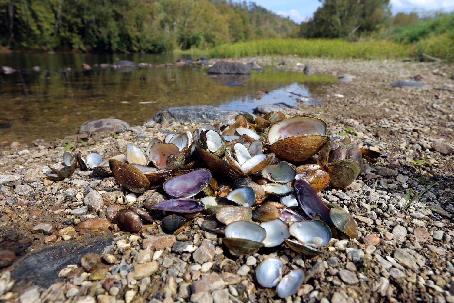 secrets-of-tennessees-duck-river-mussel-shoals