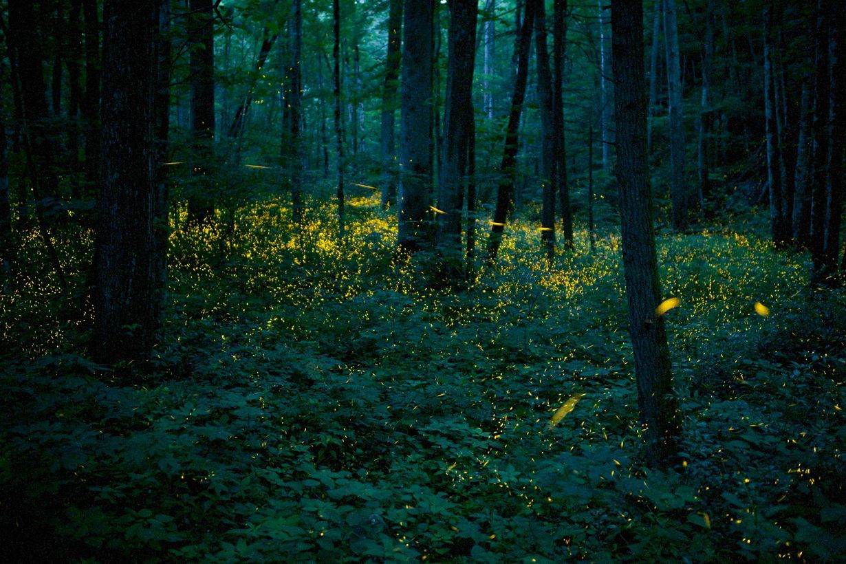 Secrets-Of-Tennessee8217s-Glowing-Firefly-Forests secrets-of-tennessees-glowing-firefly-forests