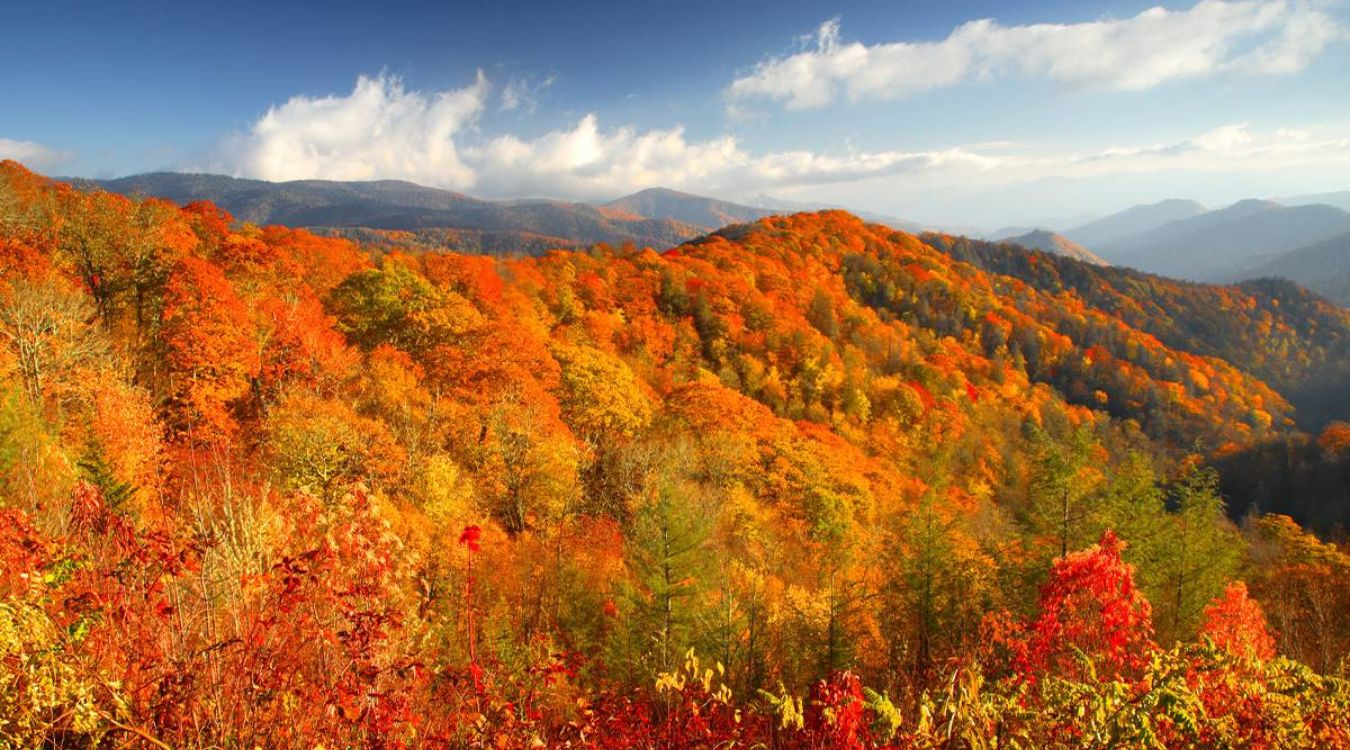secrets-of-tennessees-great-smoky-mountains-canopies