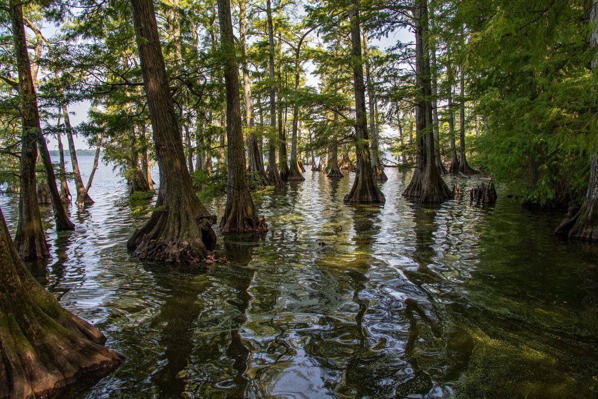 secrets-of-tennessees-reelfoot-lake-bald-cypress-forests