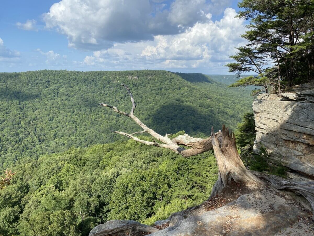 Secrets-Of-Tennessee8217s-South-Cumberland-Bobcat-Territories secrets-of-tennessees-south-cumberland-bobcat-territories