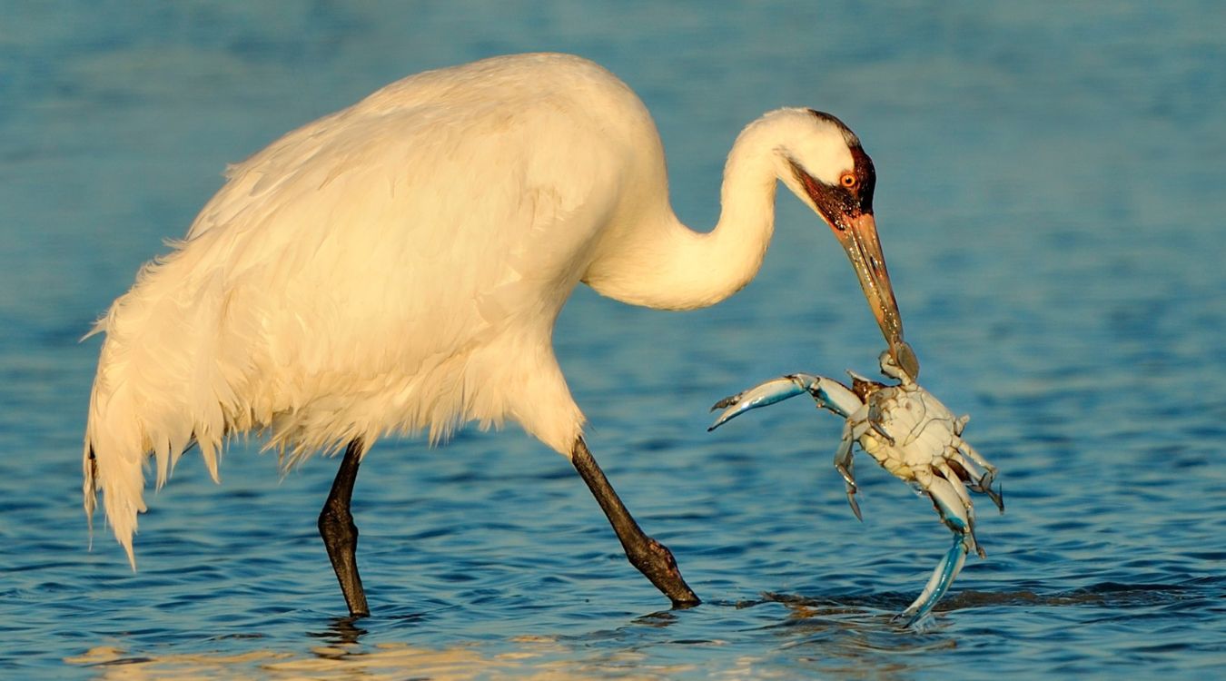 Secrets-Of-Texas8217s-Aransas-Whooping-Crane-Wintering-Grounds secrets-of-texass-aransas-whooping-crane-wintering-grounds