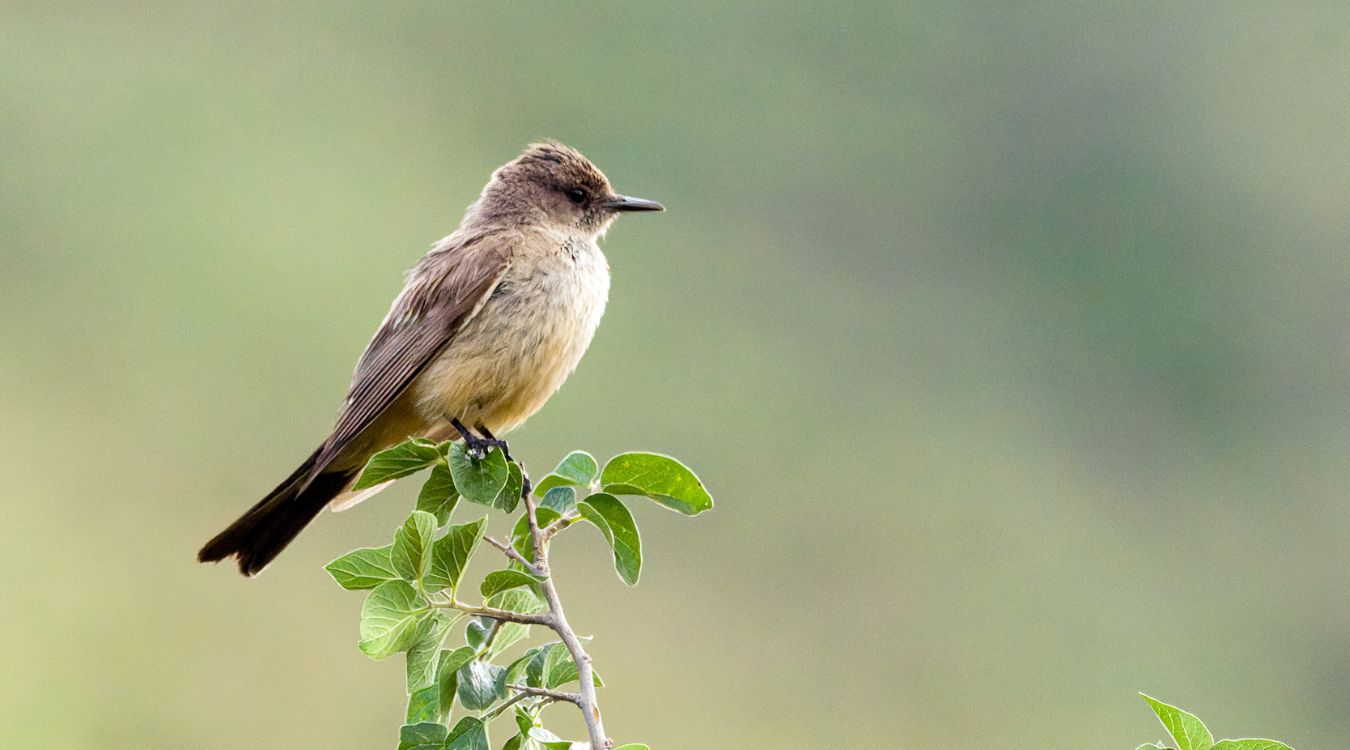 Secrets-Of-Texas8217s-Davis-Mountains-Songbird-Migration secrets-of-texass-davis-mountains-songbird-migration