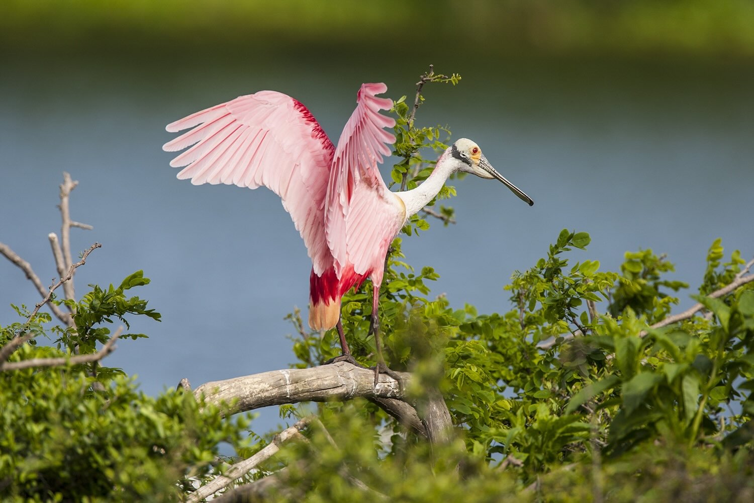 secrets-of-texass-high-island-roseate-spoonbill-colonies