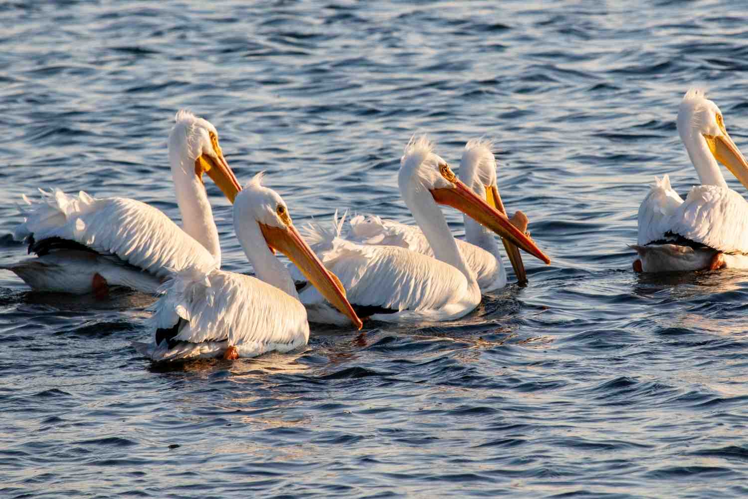 secrets-of-texass-laguna-madre-pelican-islands