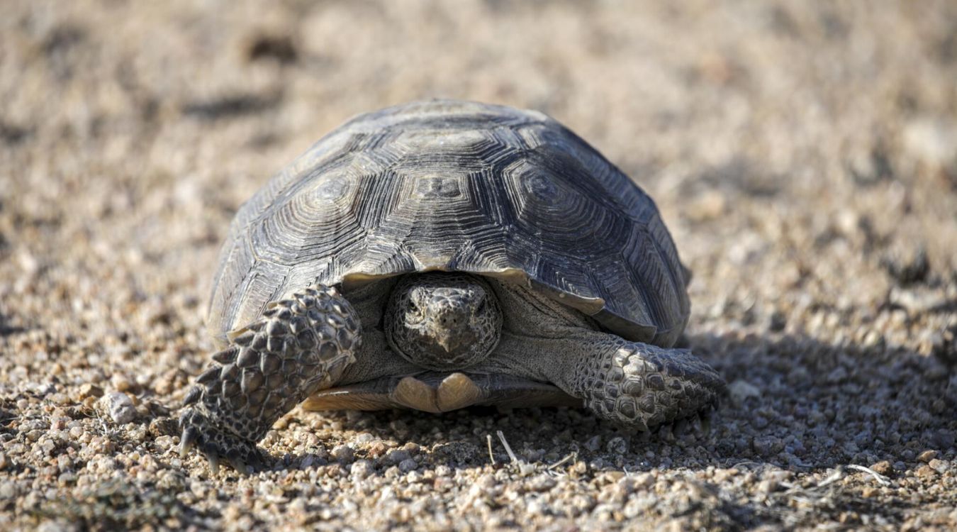 secrets-of-the-desert-tortoise-habitat-in-californias-mojave-national-preserve