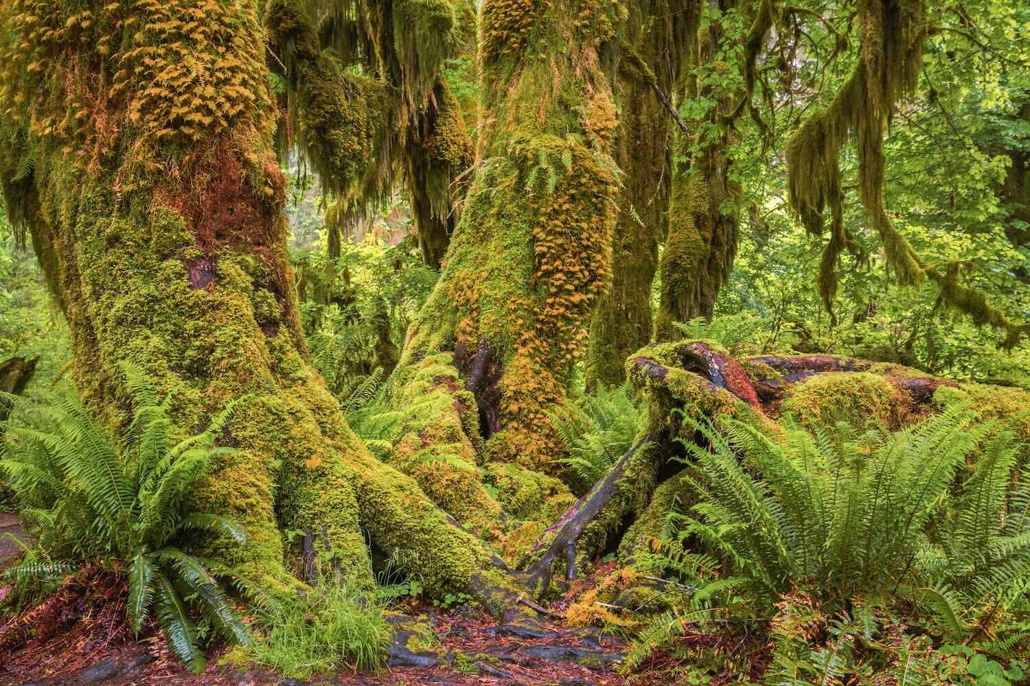 secrets-of-the-forest-sculpture-trails-in-washingtons-olympic-national-park