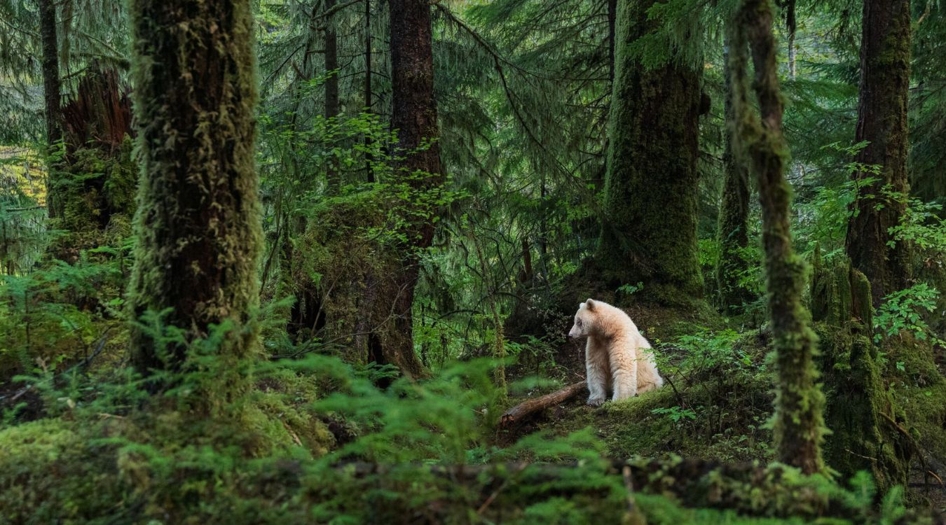 secrets-of-the-forest-spirit-trees-on-isle-royale