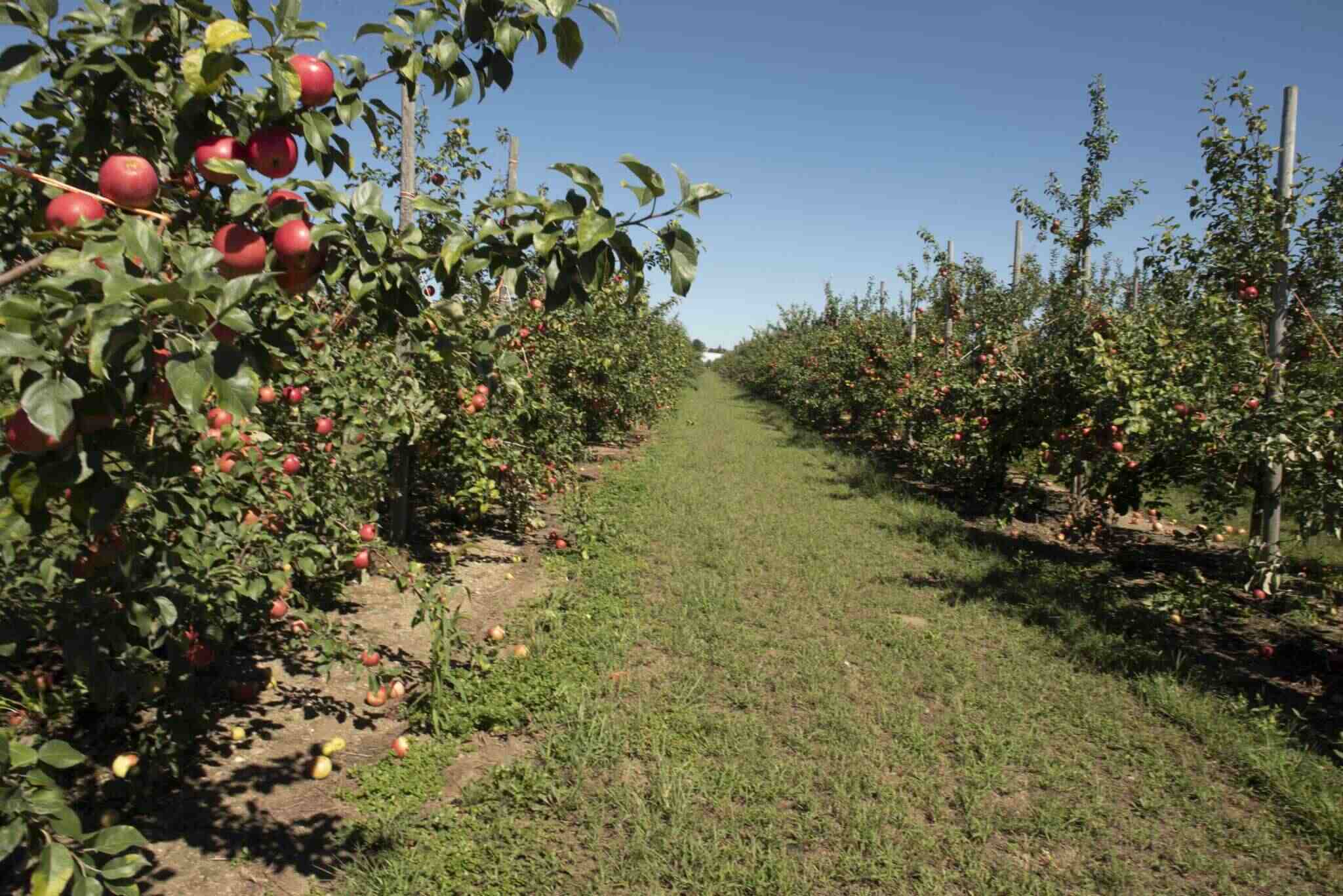 Secrets-Of-The-Misty-Valley-Orchards-In-New-York8217s-Hudson-Valley secrets-of-the-misty-valley-orchards-in-new-yorks-hudson-valley