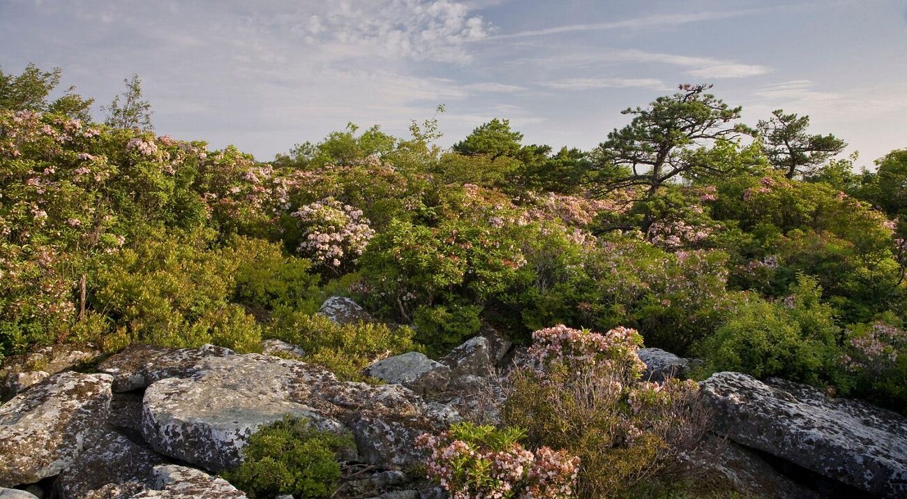 Secrets-Of-The-Pine-Barrens-On-Long-Island secrets-of-the-pine-barrens-on-long-island