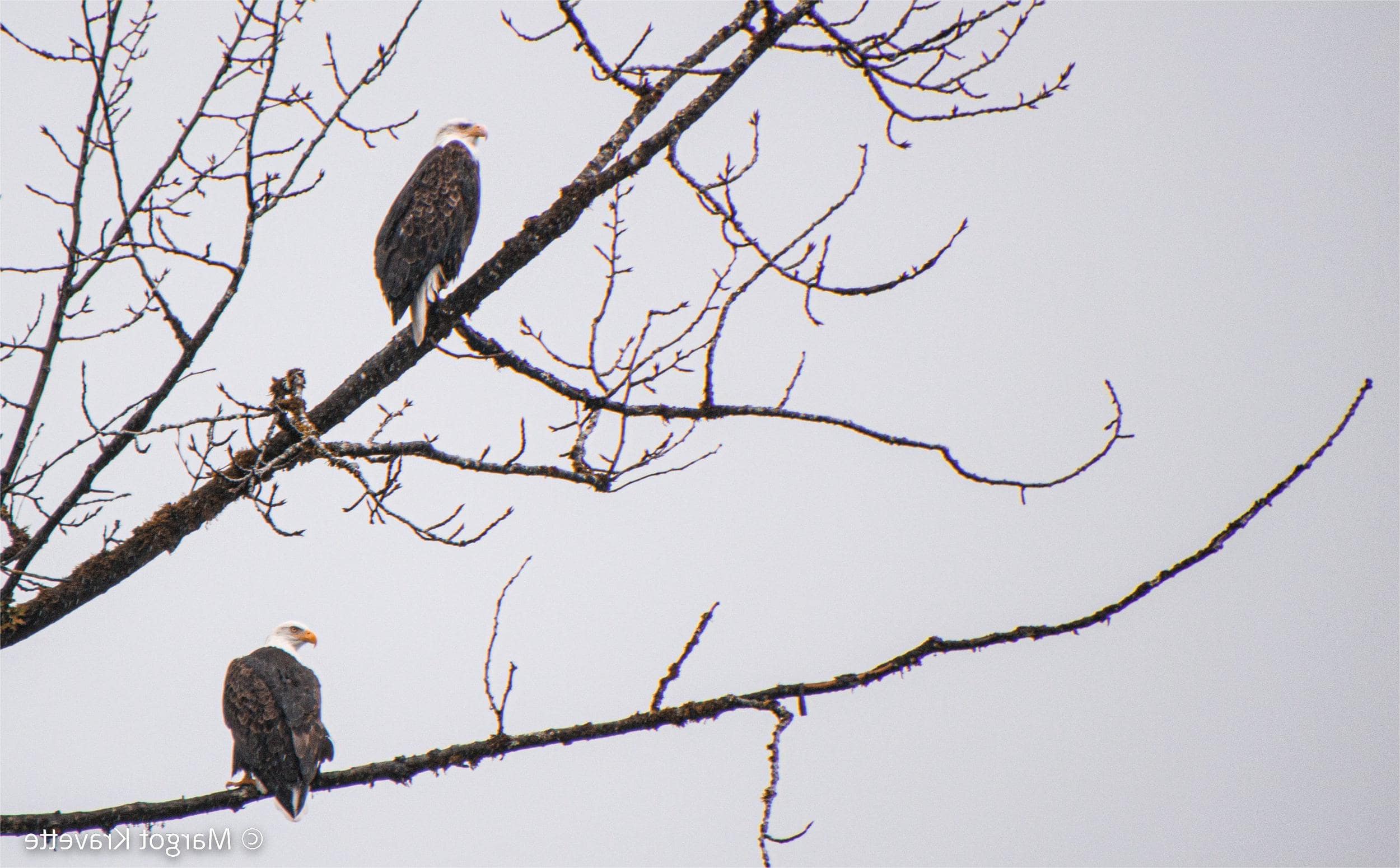 Secrets-Of-The-Sacred-Eagle-Nesting-Grounds-In-Washington8217s-Skagit-River secrets-of-the-sacred-eagle-nesting-grounds-in-washingtons-skagit-river