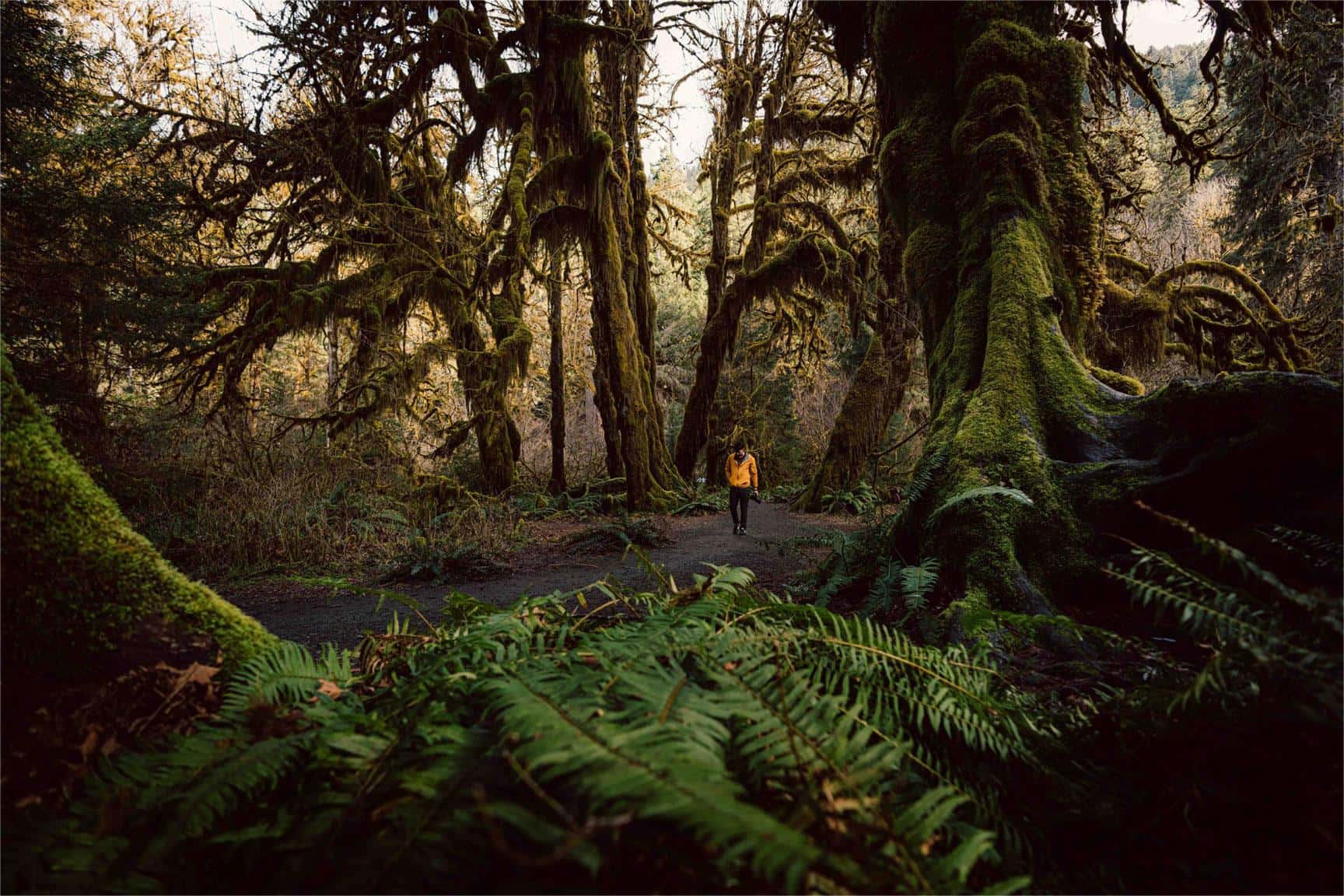 Secrets-Of-The-Spectral-Light-Forest-In-Olympic-National-Park secrets-of-the-spectral-light-forest-in-olympic-national-park
