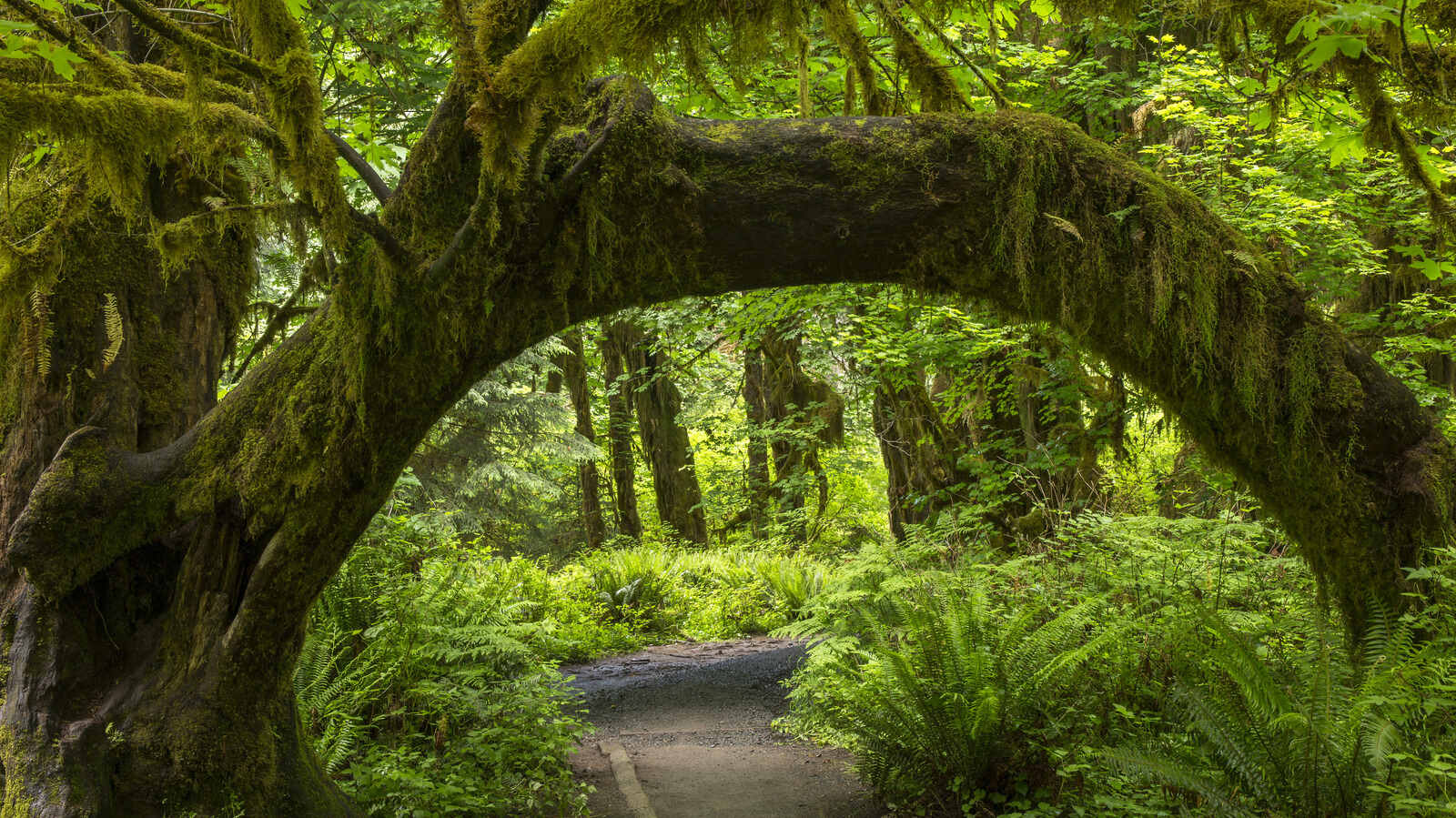 Secrets-Of-The-Spectral-Light-Forest-Retreats-In-Olympic-National-Park secrets-of-the-spectral-light-forest-retreats-in-olympic-national-park