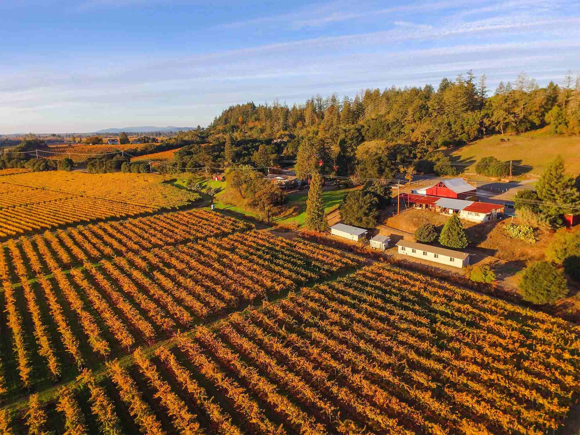 Secrets-Of-The-Vineyard-Harvest-In-California8217s-Alexander-Valley secrets-of-the-vineyard-harvest-in-californias-alexander-valley