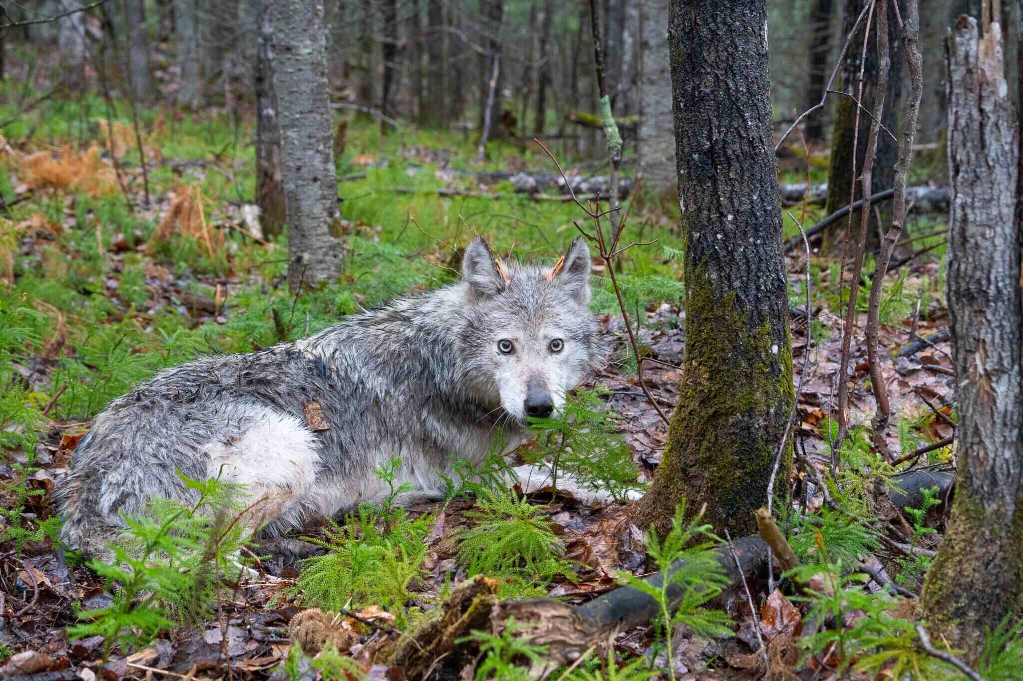 Secrets-Of-Timber-Wolf-Territories-In-Minnesota8217s-Superior-National-Forest secrets-of-timber-wolf-territories-in-minnesotas-superior-national-forest