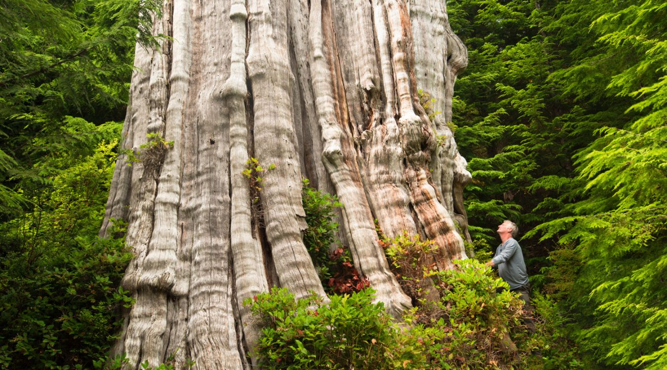Secrets-Of-Twisted-Cedar-Snags-In-Olympic-National-Park secrets-of-twisted-cedar-snags-in-olympic-national-park