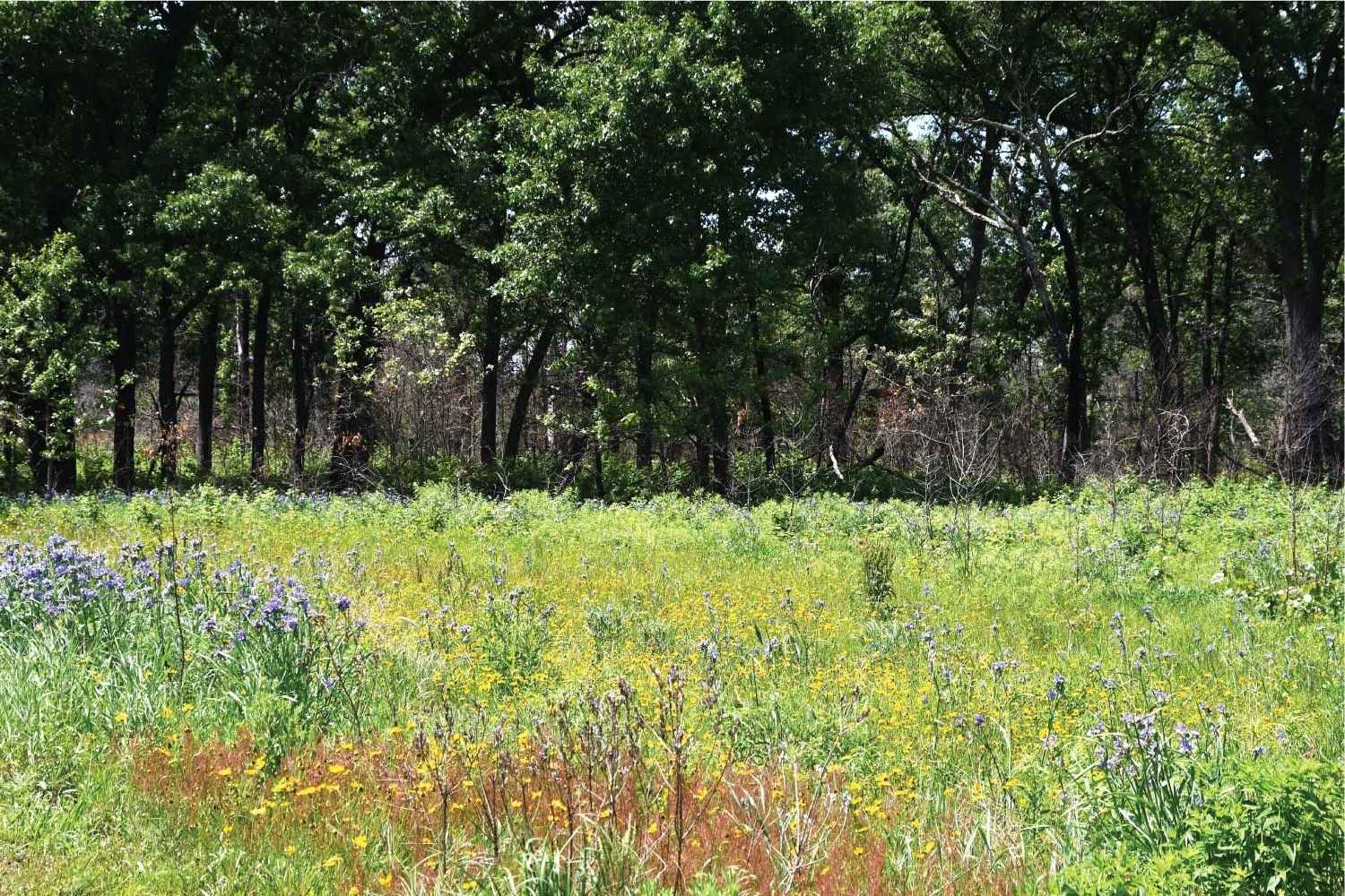Secrets-Of-Twisted-Oak-Savanna-In-Illinois8217s-Kankakee-Sands secrets-of-twisted-oak-savanna-in-illinoiss-kankakee-sands