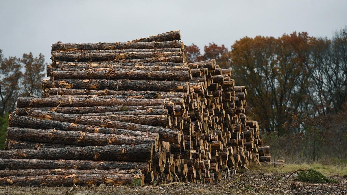 Secrets-Of-Twisted-Oak-Savanna-In-Minnesota8217s-Sherburne secrets-of-twisted-oak-savanna-in-minnesotas-sherburne