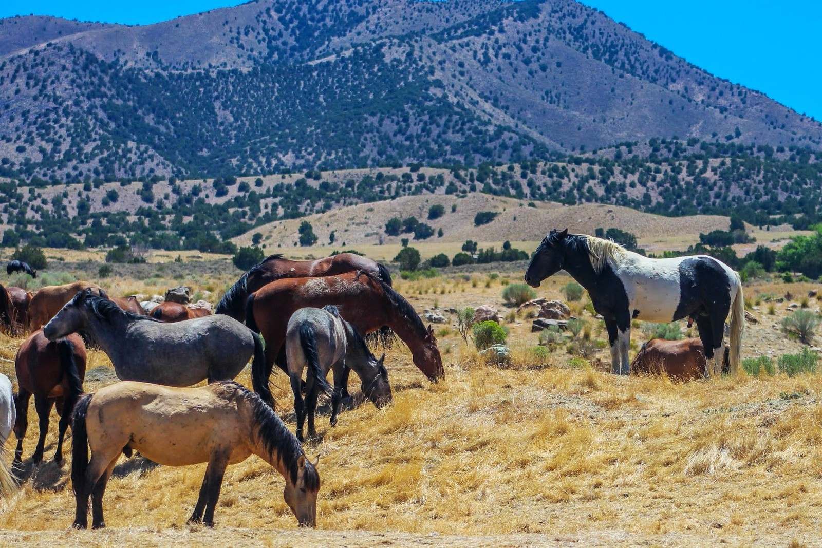 secrets-of-utahs-onaqui-mountains-wild-horse-herds