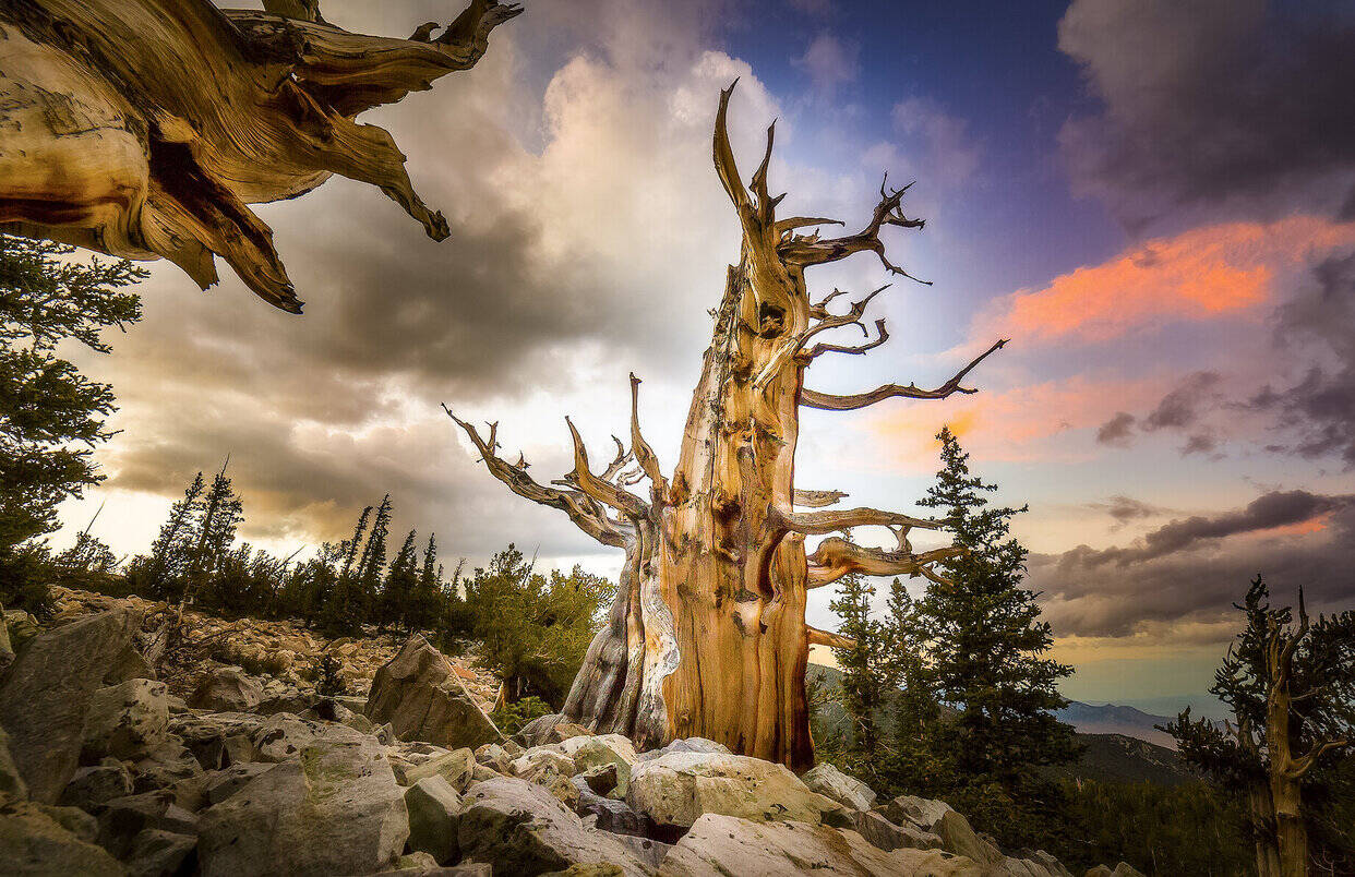 Secrets-Of-Utah8217s-Twisted-Bristlecone-Groves secrets-of-utahs-twisted-bristlecone-groves