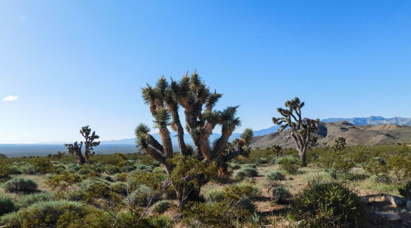 Secrets-Of-Utah8217s-Twisted-Joshua-Tree-Forests secrets-of-utahs-twisted-joshua-tree-forests