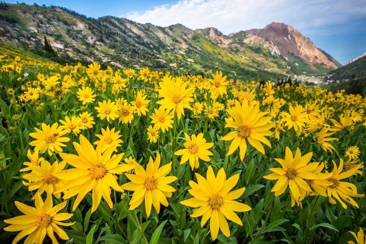 Secrets-Of-Utah8217s-Wasatch-Mountain-Meadows secrets-of-utahs-wasatch-mountain-meadows