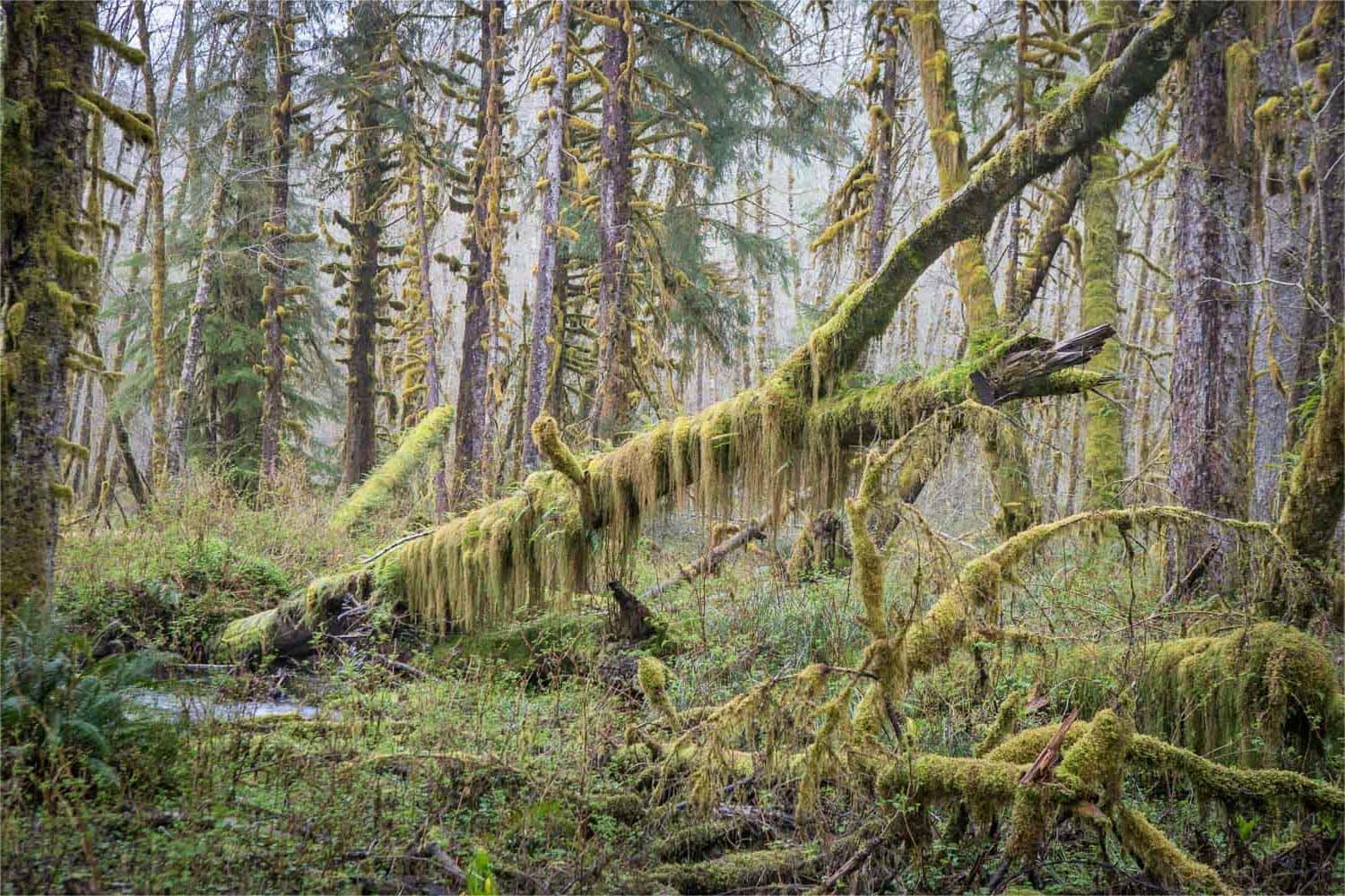 secrets-of-velvet-forest-moss-in-washingtons-olympic-national-park