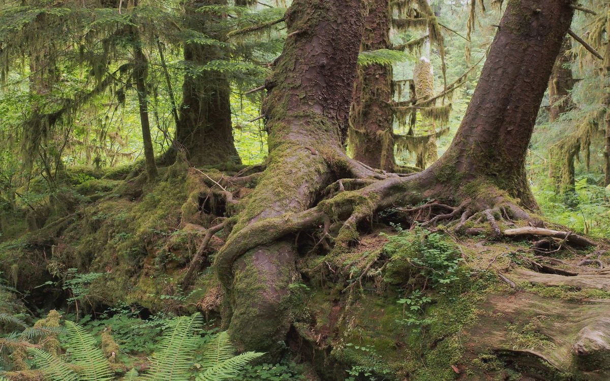 Secrets-Of-Velvet-Forest-Nurse-Log-Gardens-In-Olympic-National-Park secrets-of-velvet-forest-nurse-log-gardens-in-olympic-national-park