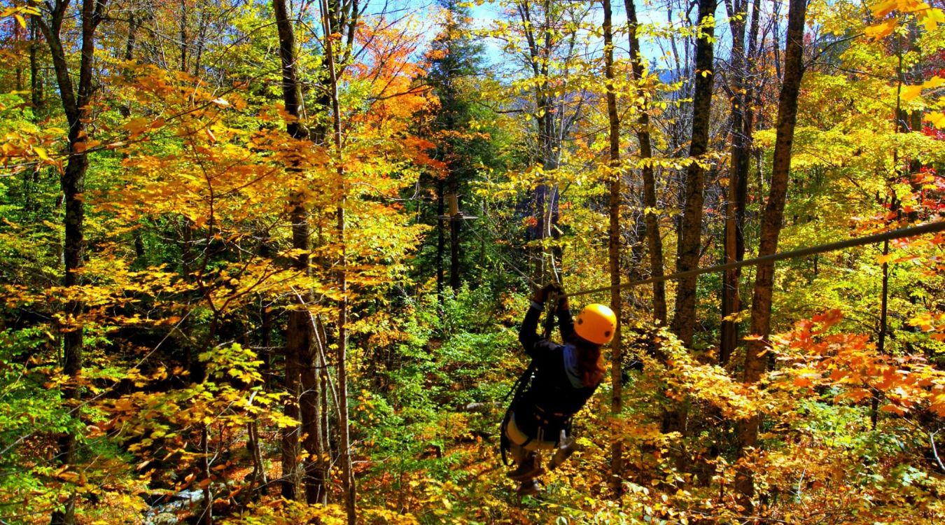 secrets-of-vermonts-amber-lit-forest-canopies