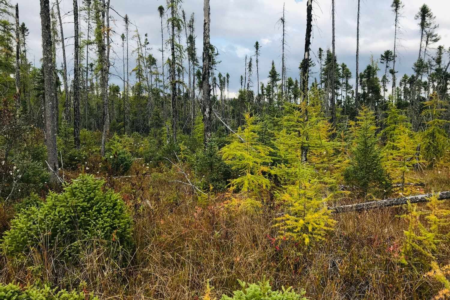 secrets-of-vermonts-victory-bog-plant-communities