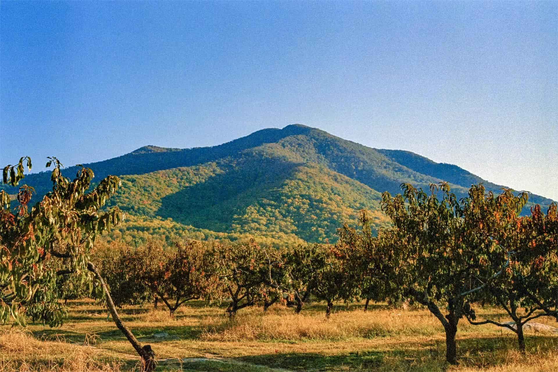 secrets-of-virginias-blue-ridge-mountain-orchards