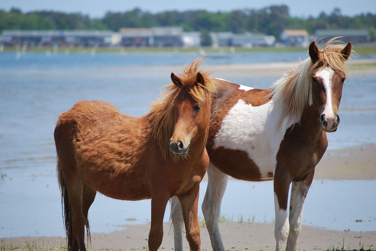 secrets-of-virginias-chincoteague-island-wild-pony-beaches