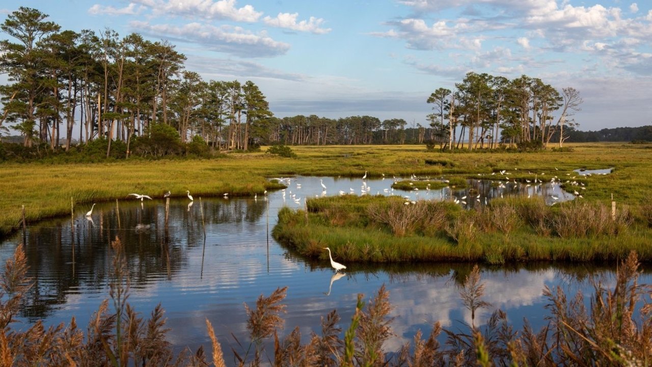 secrets-of-virginias-chincoteague-marshlands