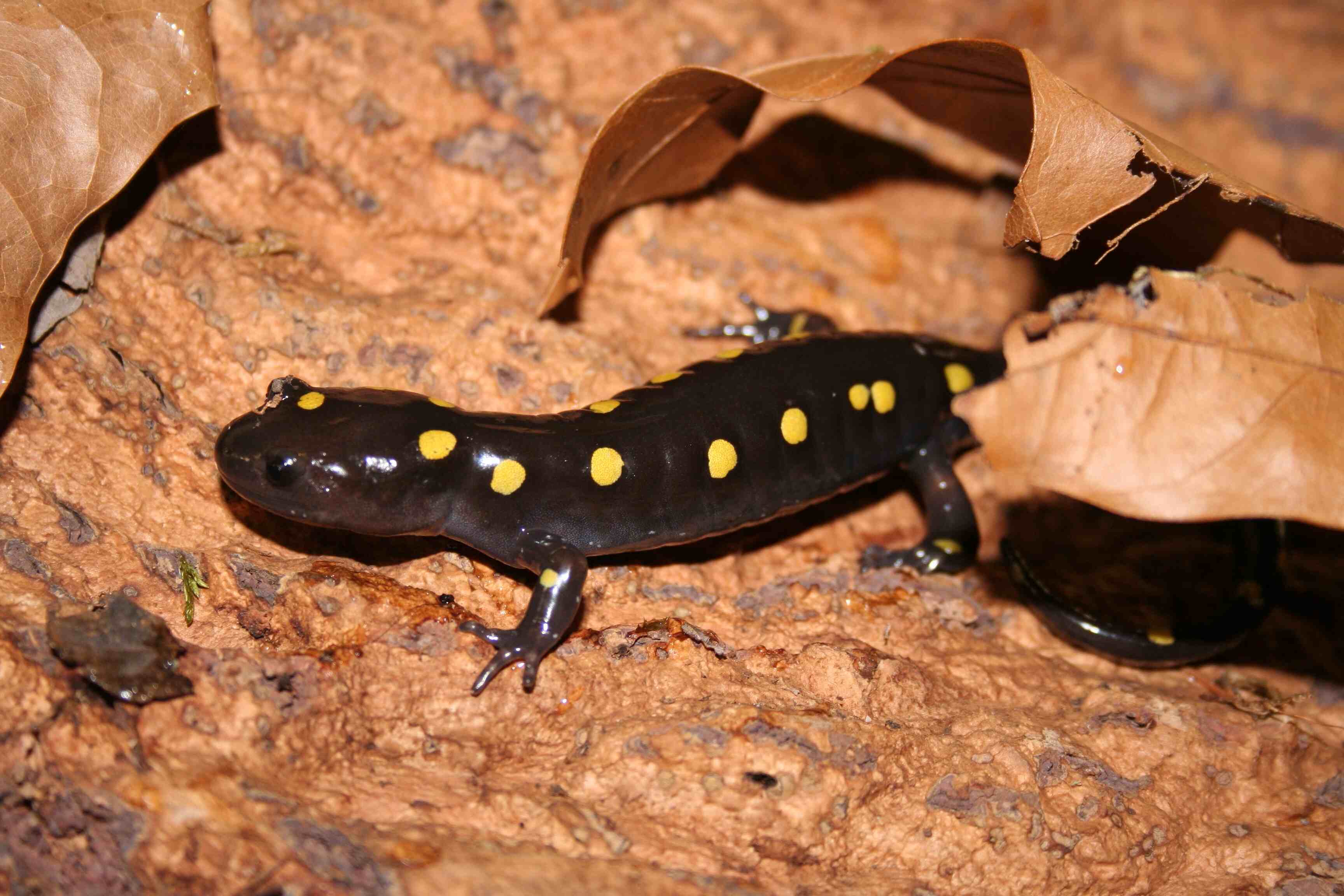 secrets-of-virginias-salamander-pools