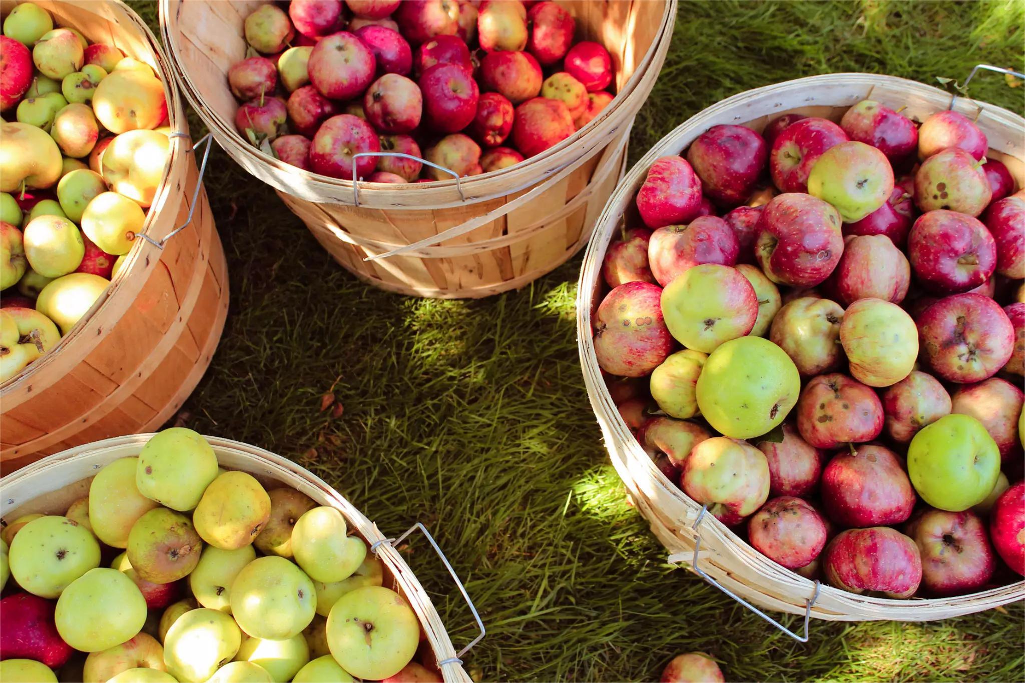 secrets-of-virginias-shenandoah-apple-orchards