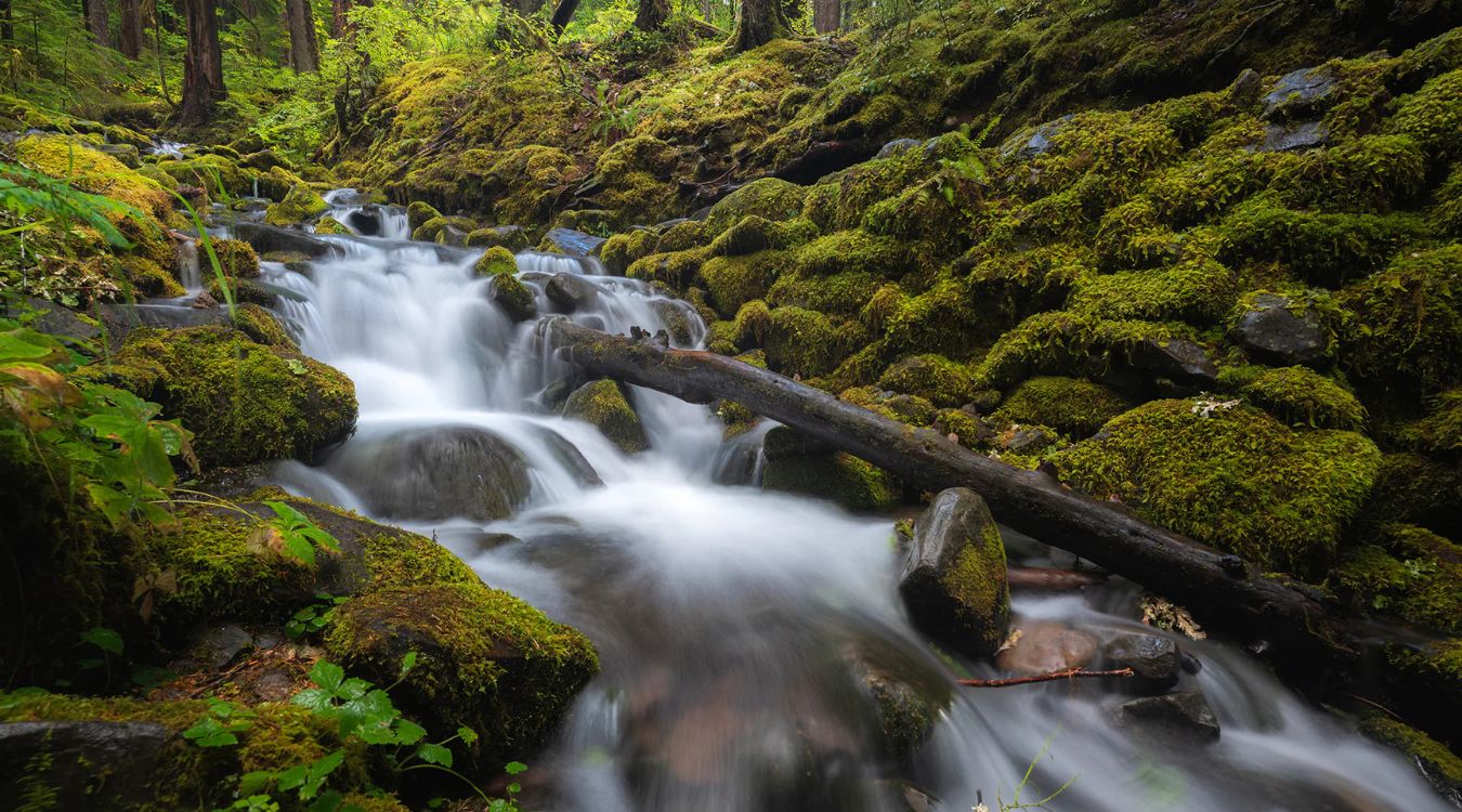 secrets-of-washingtons-ancient-forests-in-olympic-national-park