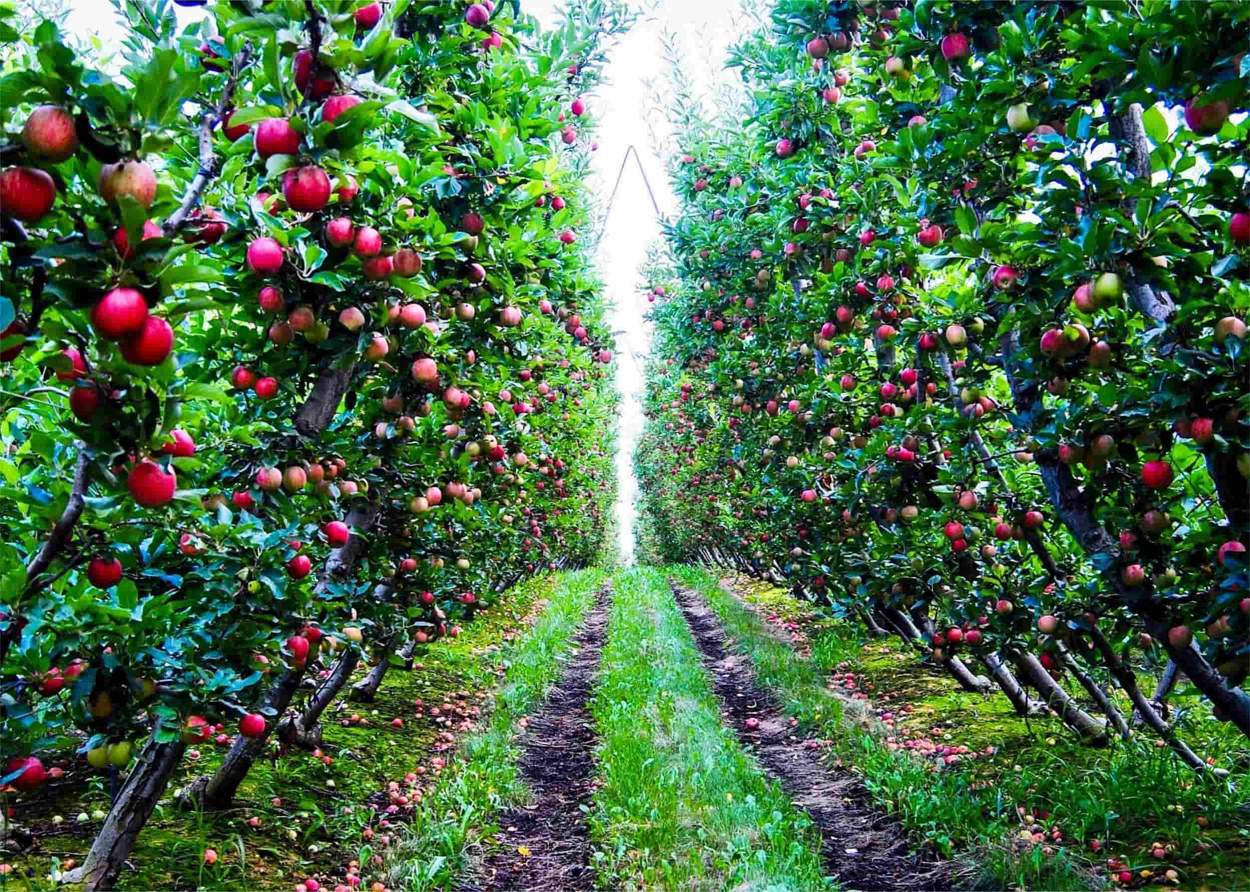 secrets-of-washingtons-century-old-apple-orchards