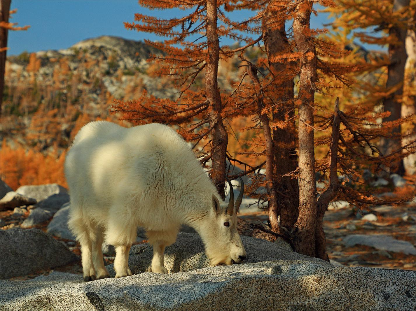 secrets-of-washingtons-enchantment-lakes-mountain-goats