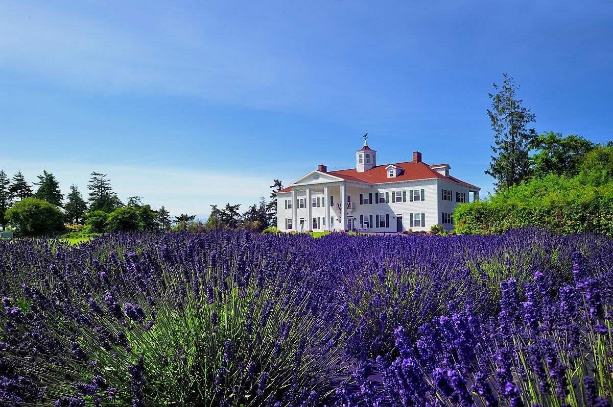 Secrets-Of-Washington8217s-Lavender-Fields secrets-of-washingtons-lavender-fields