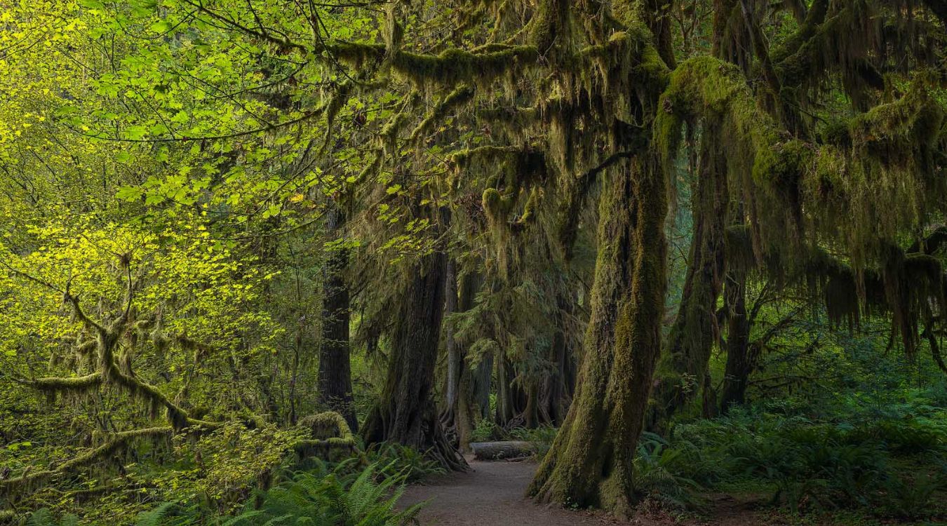 Secrets-Of-Washington8217s-Olympic-Peninsula-Hideaways secrets-of-washingtons-olympic-peninsula-hideaways