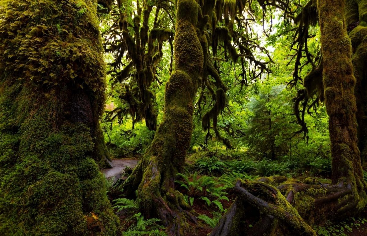 Secrets-Of-Washington8217s-Velvet-Moss-Forest-Floors secrets-of-washingtons-velvet-moss-forest-floors