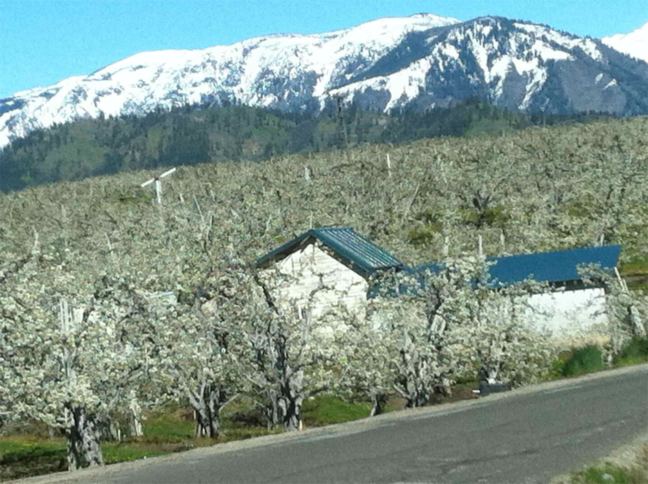 Secrets-Of-Washington8217s-Wenatchee-Valley-Orchards secrets-of-washingtons-wenatchee-valley-orchards
