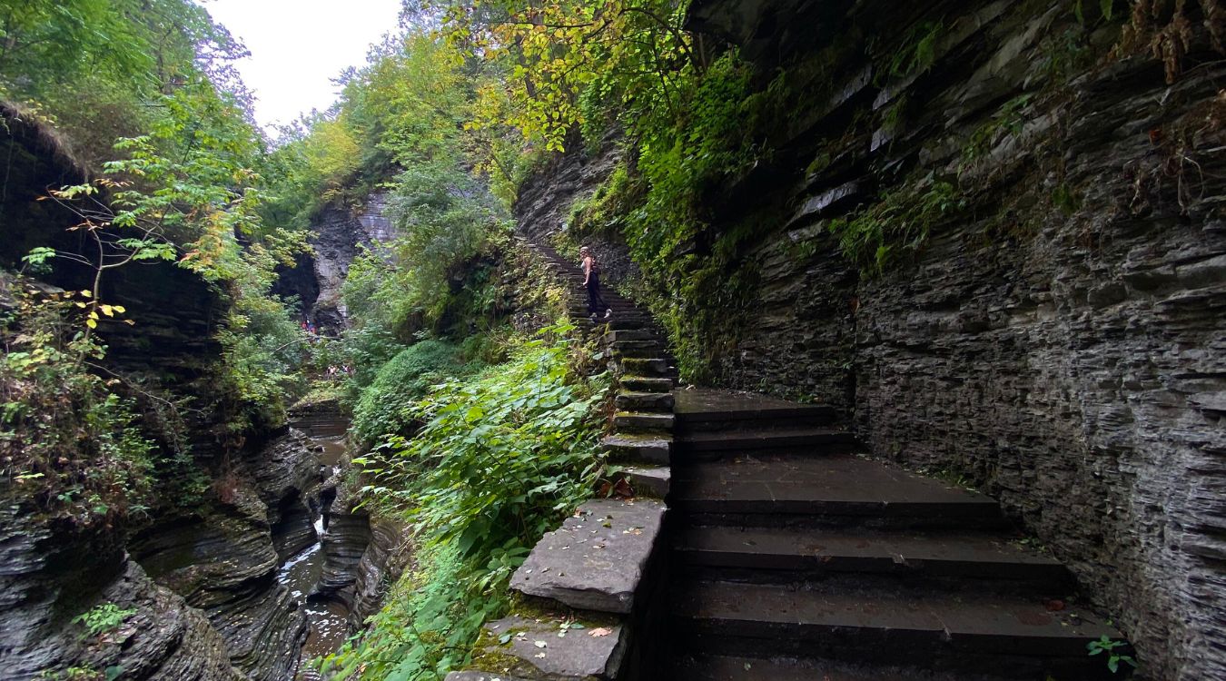 Secrets-Of-Watkins-Glen8217s-Forest-Fern-Grottos secrets-of-watkins-glens-forest-fern-grottos