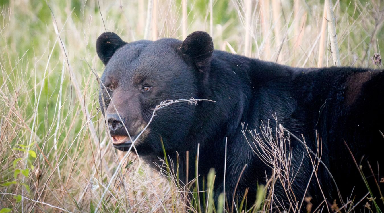 Secrets-Of-Wild-Bear-Territories-In-North-Carolina8217s-Great-Smoky-Mountains secrets-of-wild-bear-territories-in-north-carolinas-great-smoky-mountains