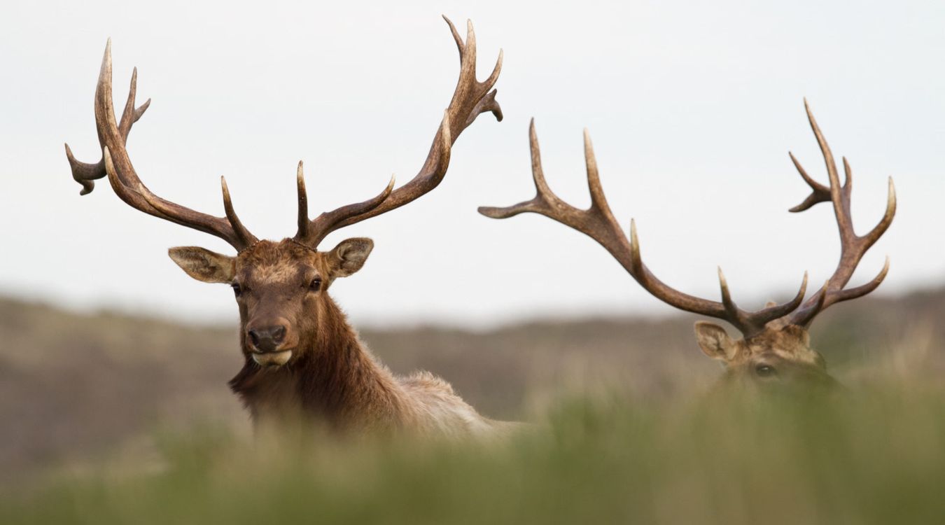 Secrets-Of-Wild-Elk-In-California8217s-Point-Reyes secrets-of-wild-elk-in-californias-point-reyes