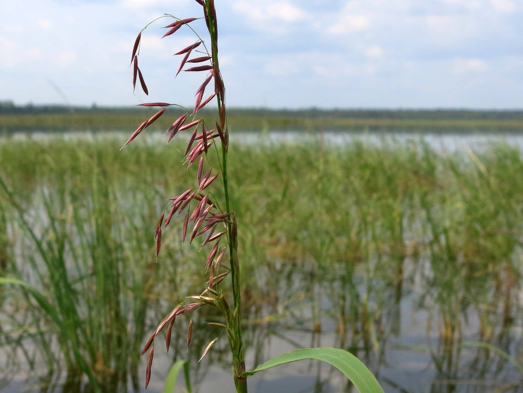 secrets-of-wild-rice-harvesting-at-big-sandy-lake-in-minnesota